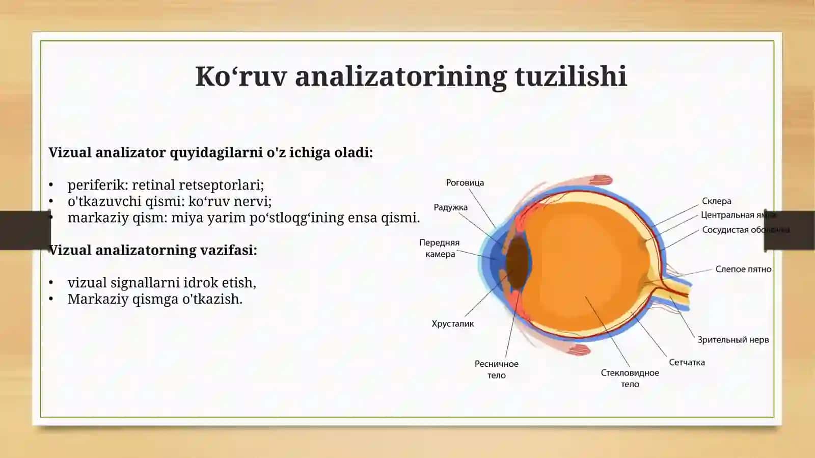 Inson ko‘rish analizatorlari anatomiyasi, fiziologiyasi va patologiyalari 3