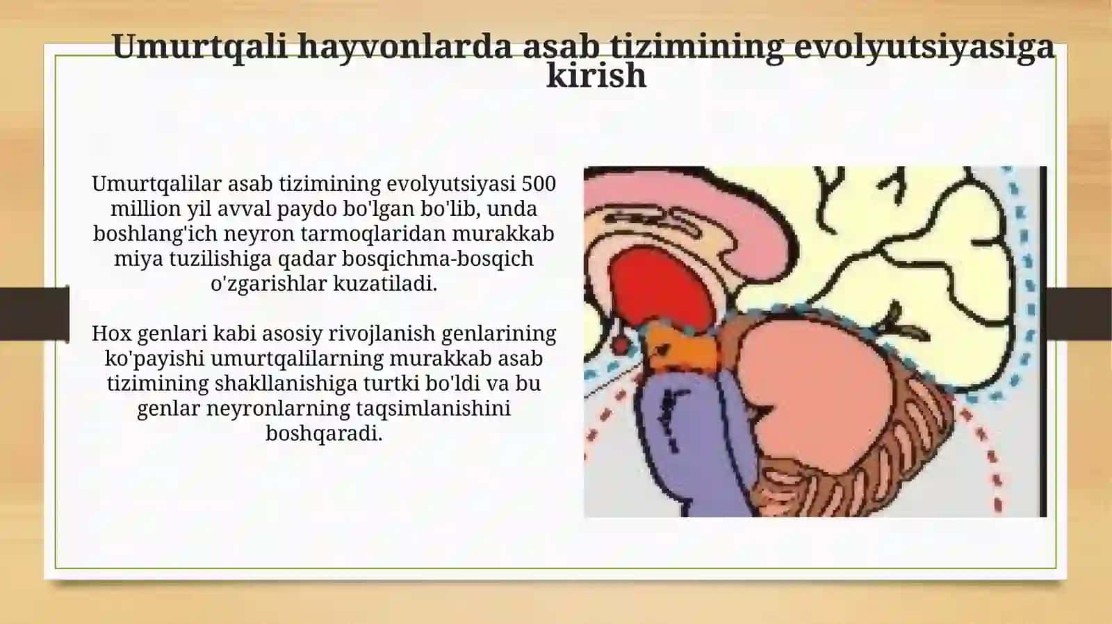 Umurtqali hayvonlarda nerv tizimi filogenezi 3