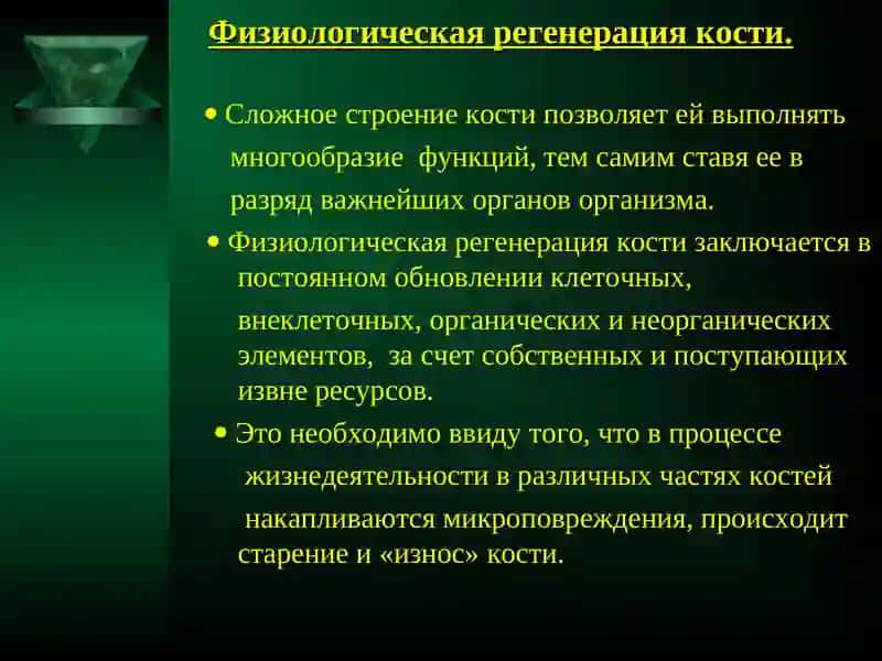 Физиологическая и репаративная регенерация костной ткани 3