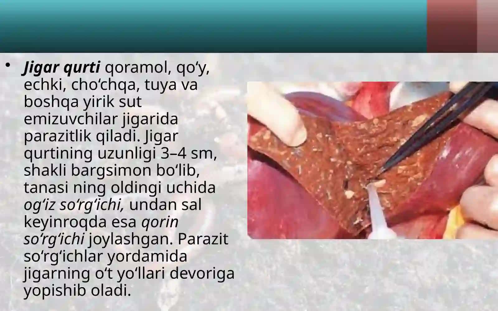 7-sinf Zoologiya 'Yassi chuvalchanglar tipi so'rg'ichlilar va tasmasimon chuvalchanglar sinflari' ko'rgazma 3