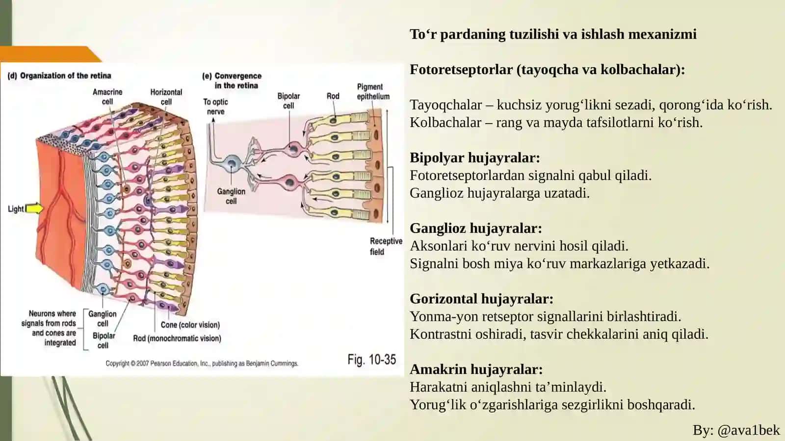 Ko‘ruvsensortizimi:To’r parda va Fotoreseptorlar fiziologiyasi 3