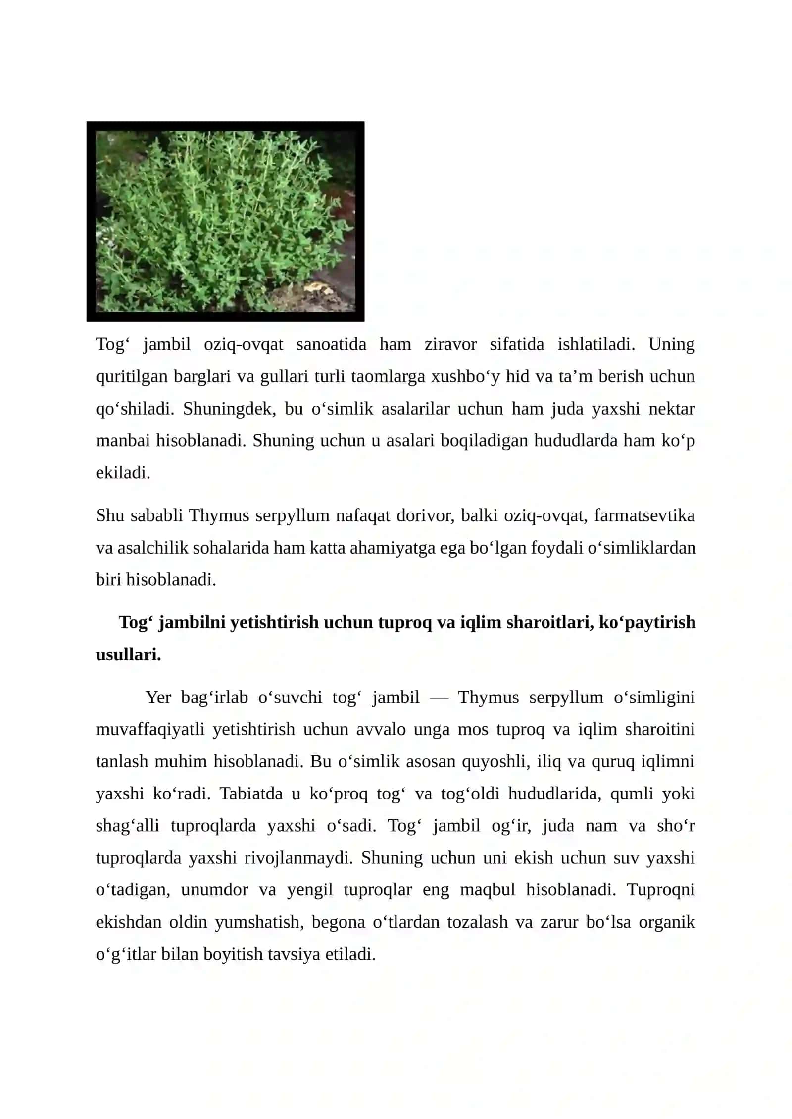 Yer bagʻirlab oʻsuvchi togʻ jambil- Thymus serpyllum L. Oʻsimligini yetishtirish texnologiyasi 3