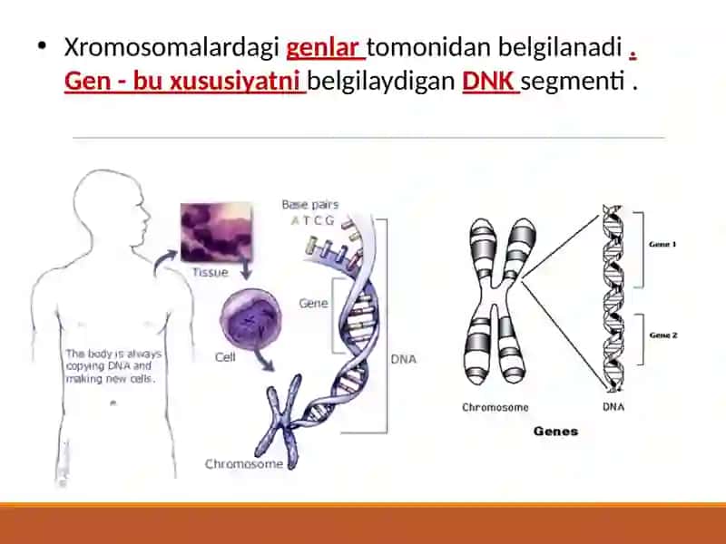 Genetika bo'yicha eslatmalar 3