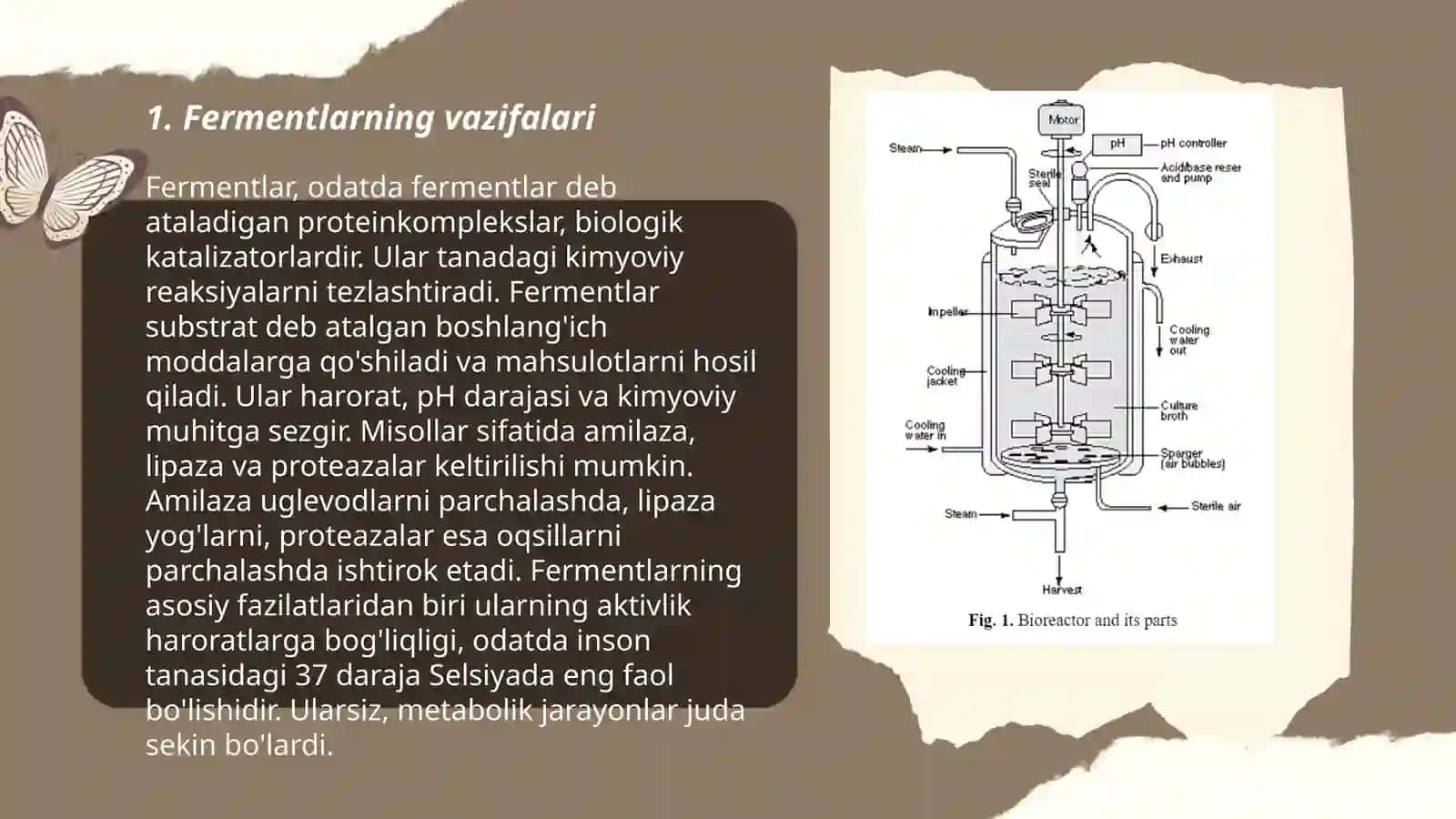 Fermentlar 3