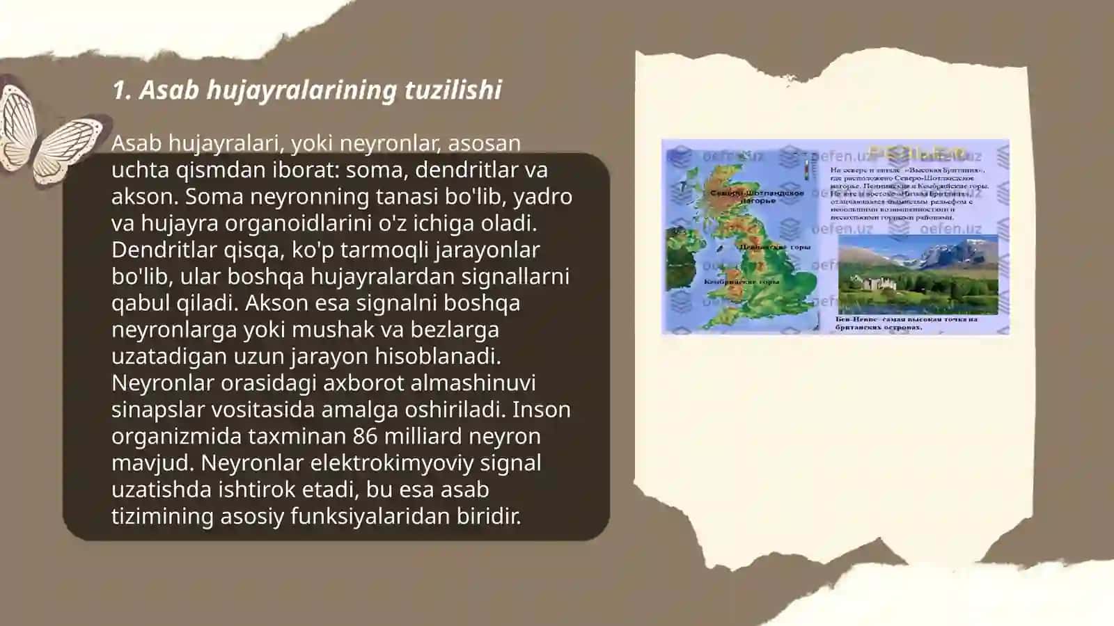 Markaziy nerv tizimi fiziologiyasi 3