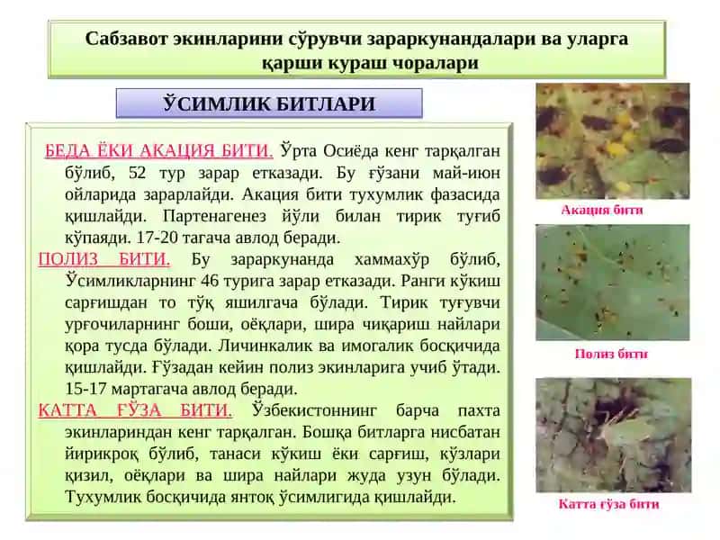 Сабзавотполизэкинлари 3