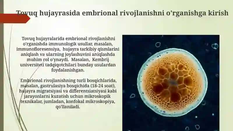 Tovuq hujayrasida embrional rivojlanishni o'rganish 3