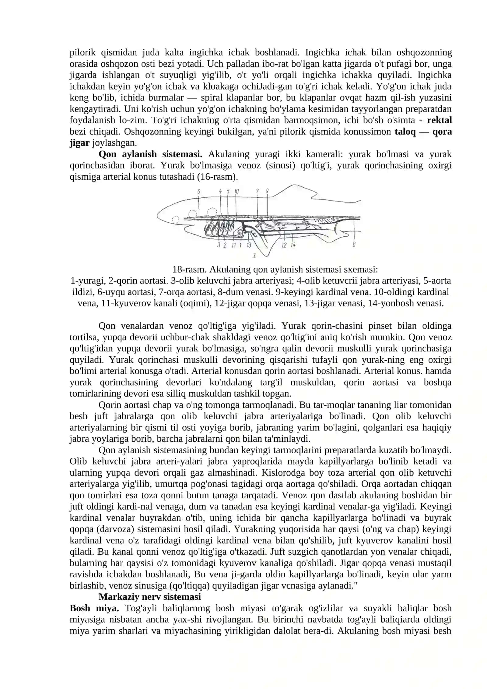 Tikanli Akulaning Tashqi va Ichki Tuzilishi 3
