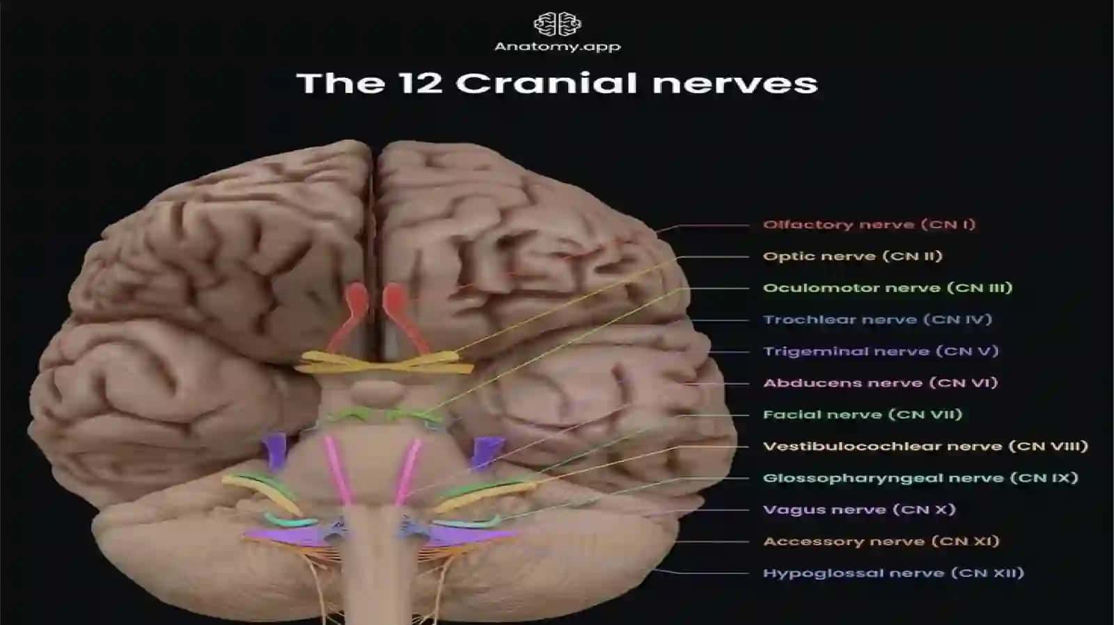 anatomiya fanidan tayyorlagan mustaqil ishi 3