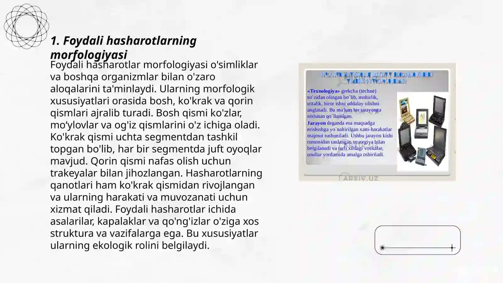 Foydali hasharotlarning morfologiyasi 3