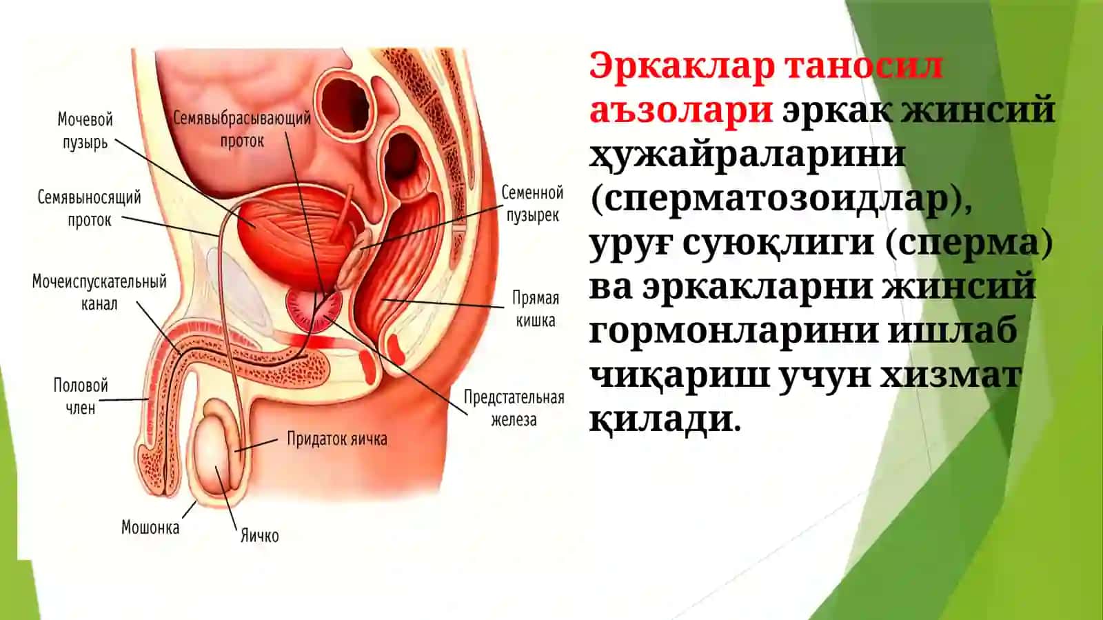 Таносил аъзолари 3