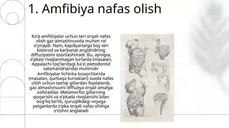 Qoplovchi organlar onto filogenezi 3