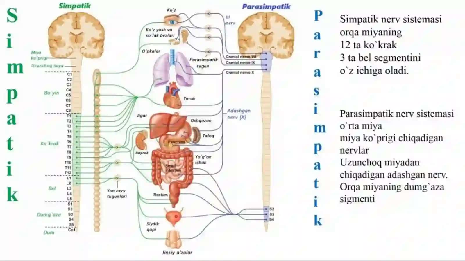 Avtonom asab tizimi, simpatik, parasimpatik va metasimpatik asab tizimi. 3
