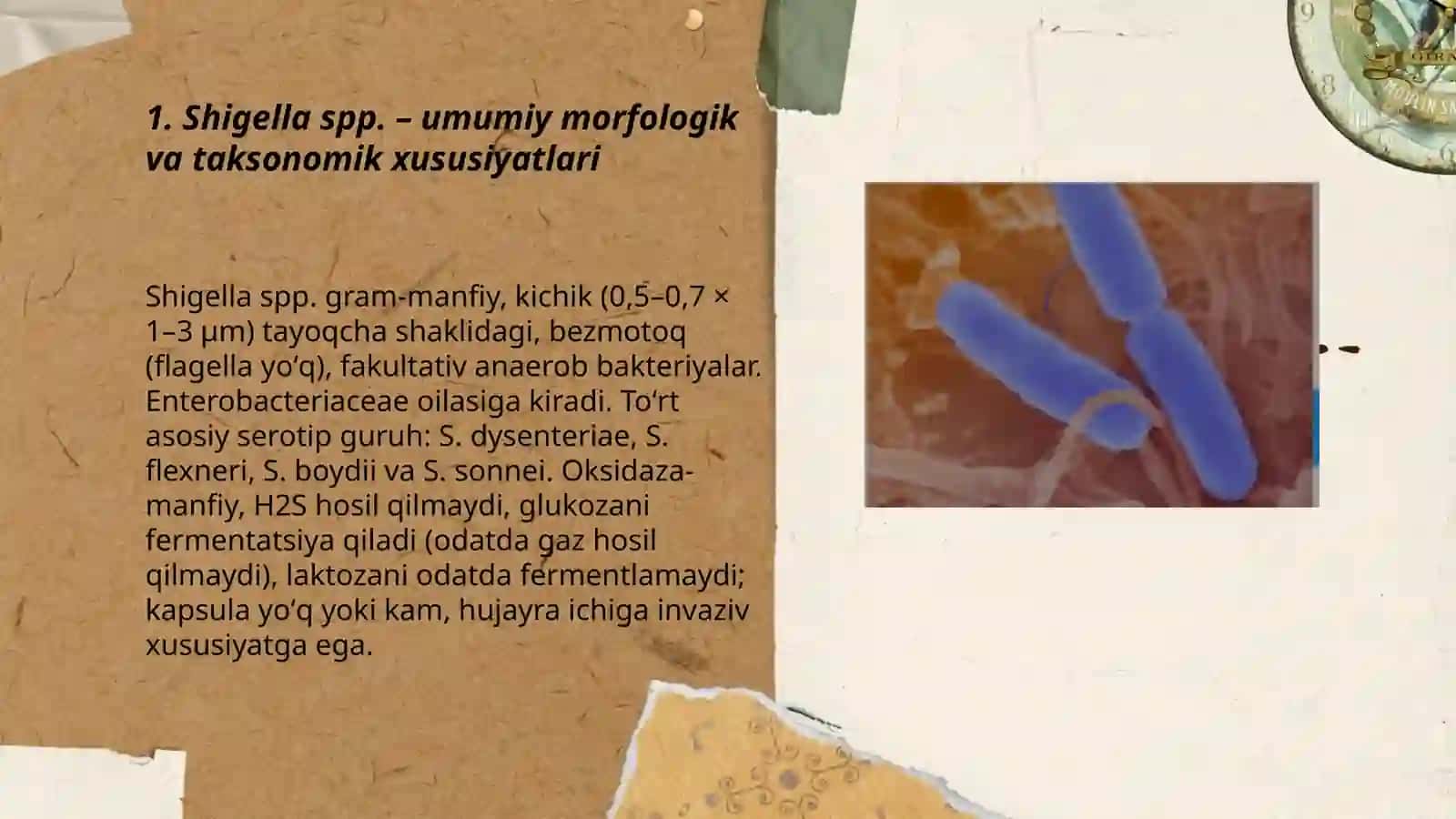 Shigellioz va ichak iersiniozi qoʻzgʻatuvchilari, ular xarakteristikasi, labaratoriya diagnostikasi 3