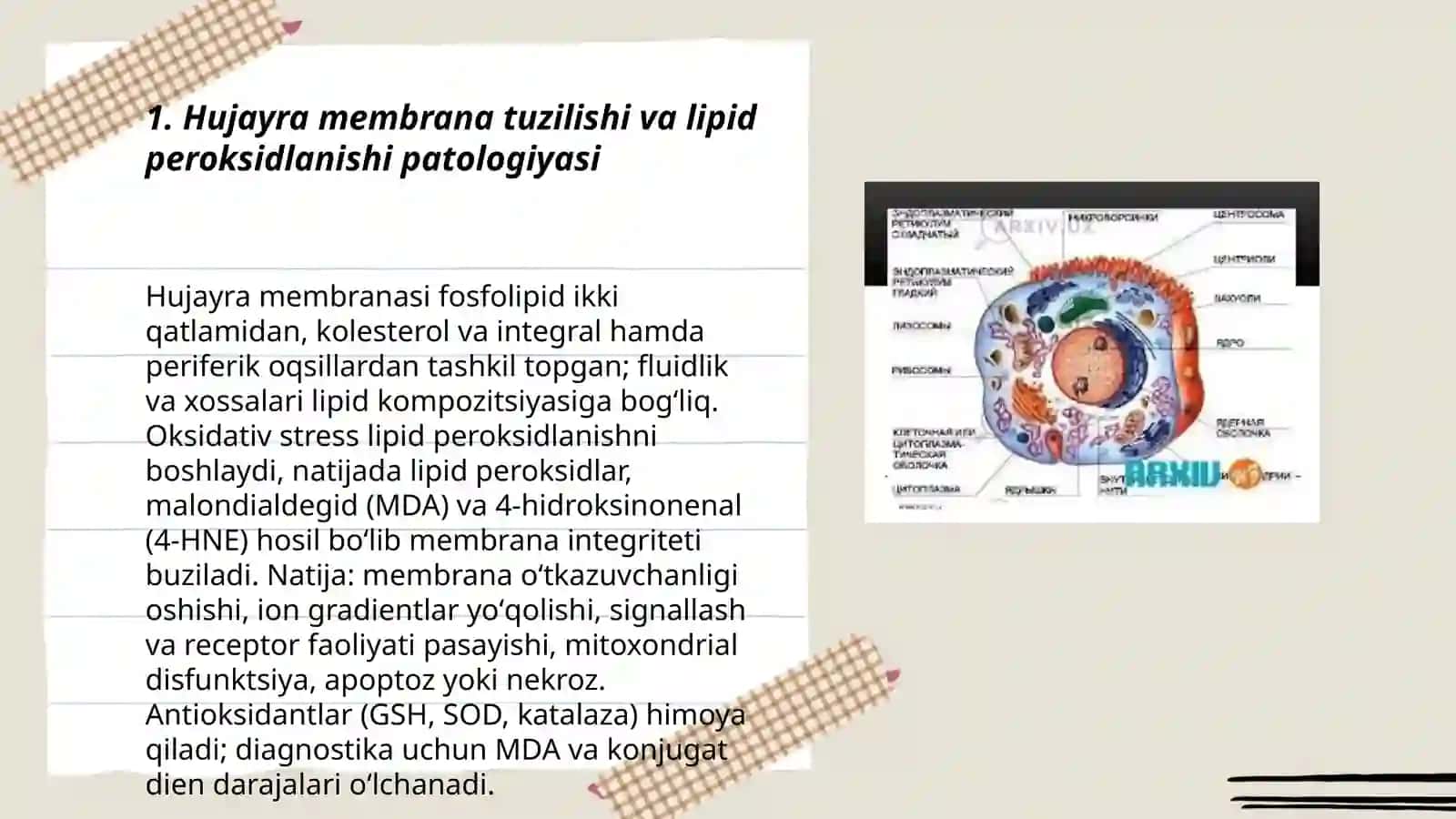 Hujayra membranasi va organellalarining patologiyasi 3