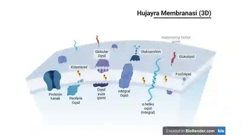 BIOMEMBRANALAR 3
