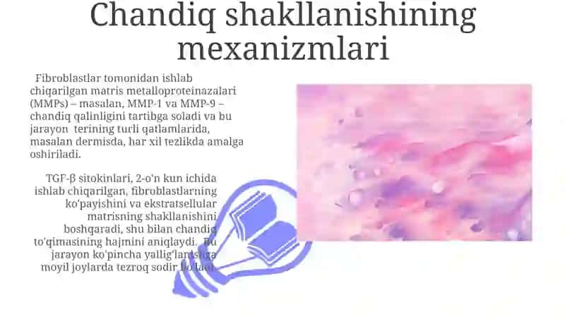 Fibroblastlarning jarohatning bitishi va chandiq hosil bo’lishdagi roli 3