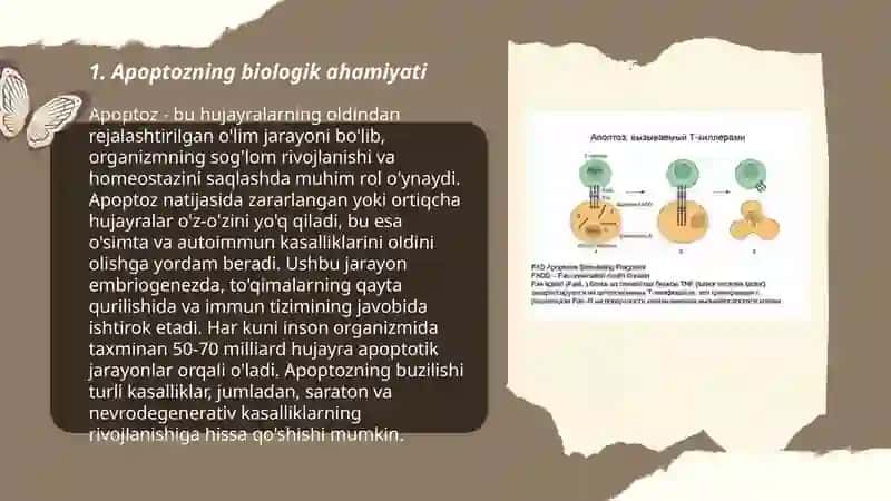 Apoptoz jarayoni va ularni oʻrganish 3