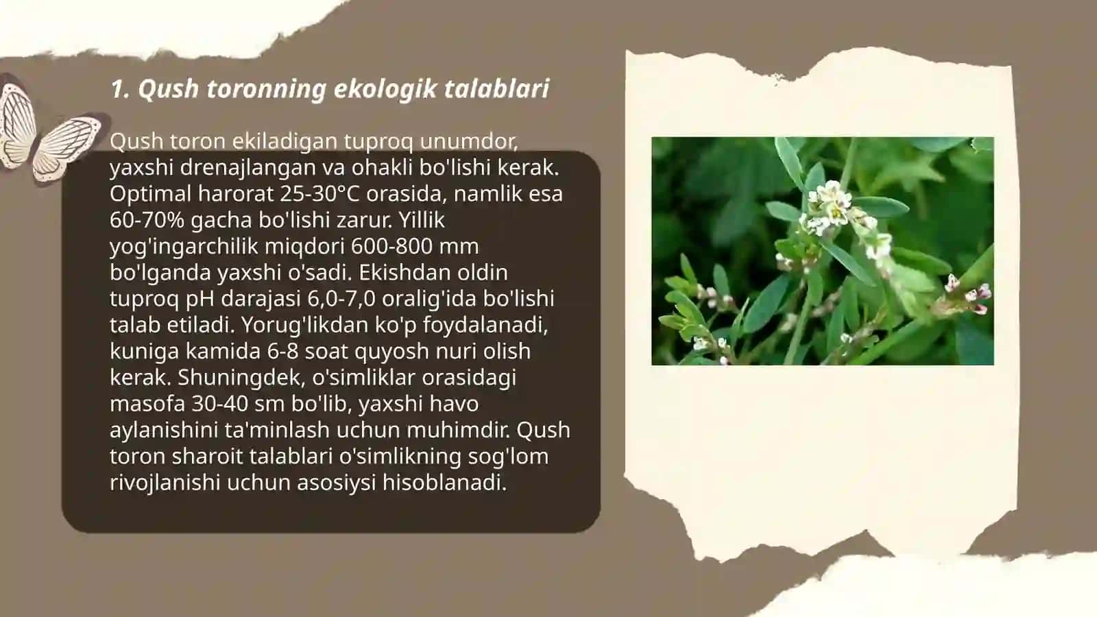 Qush toron(Gores ptichiy) 3