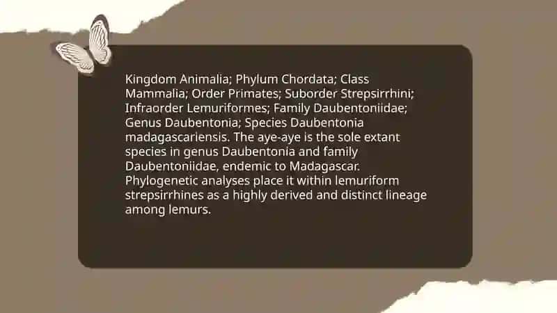Aye aye Taxonomy and Classification 3