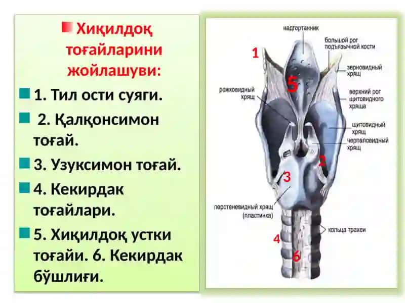 ХИҚИЛДОҚНИКЛИНИК АНАТОМИЯСИ 3