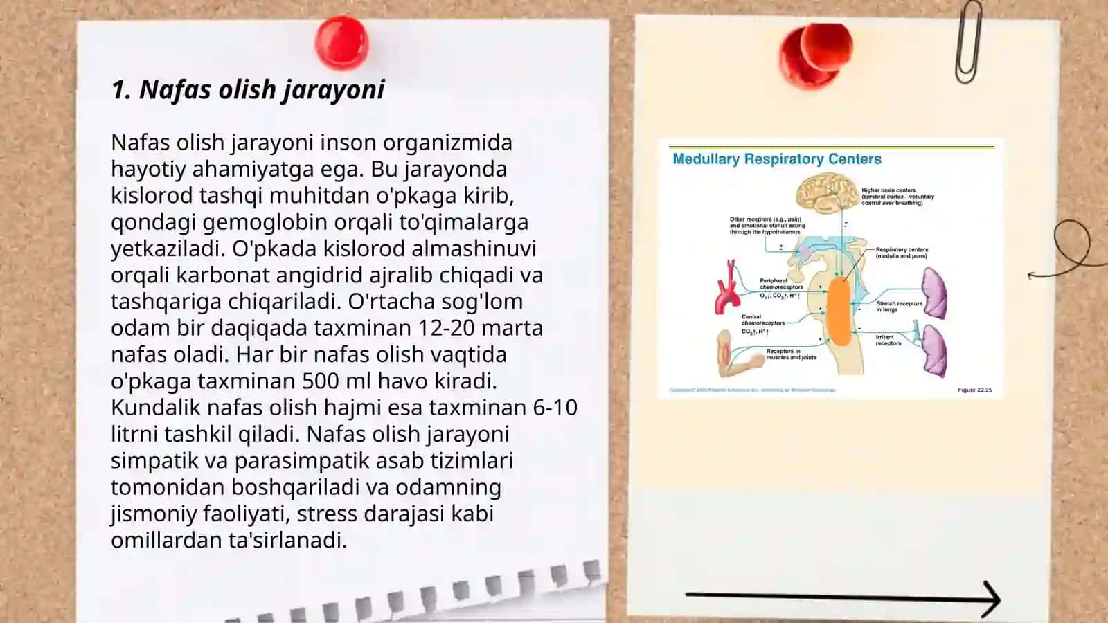 Nafas fiziologiyasi 3