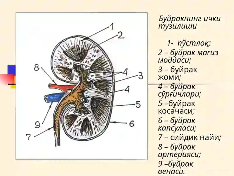 БУЙРАК КАСАЛЛИКЛАРИ БИЛАН КАСАЛЛАНГАН БЕМОРЛАРНИ ТЕКШИРИШ. АСОСИЙ КЛИНИК СИНДРОМЛАР. БУЙРАК ЕТИШМОВЧИЛИГИ 3