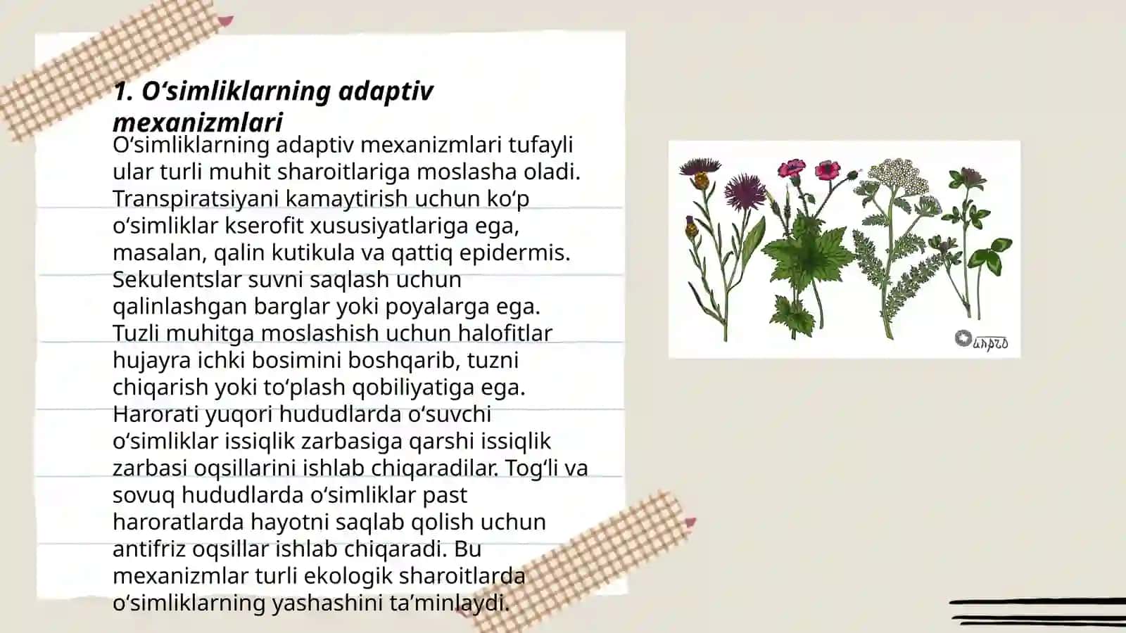 Jagʻ-jagʻ oʻsimlikligining biologiyasi 3