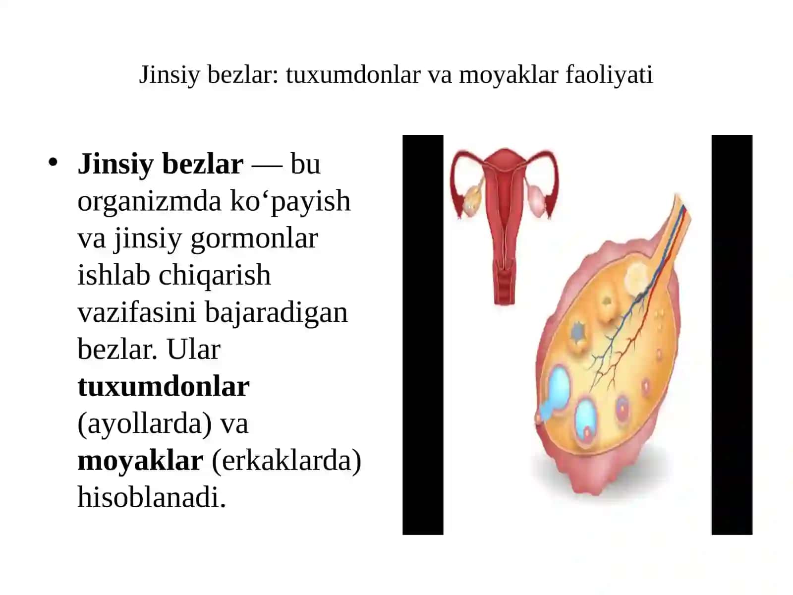Reproduktiv funksional tizim va uning fiziologiyasi 3