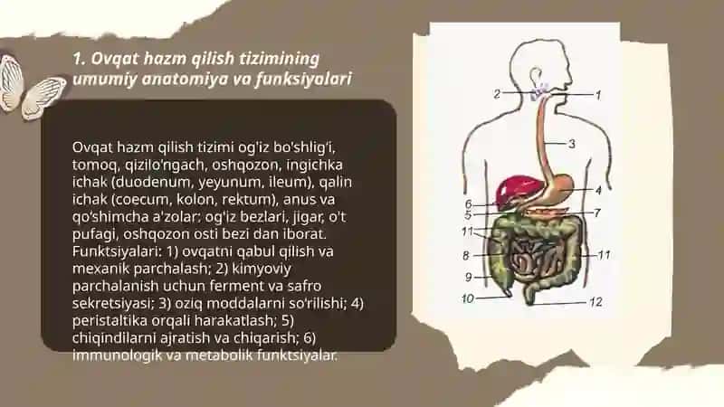 Ovqat hazm qilish a'zolarining anatoma fiziologik xususiyatlari 3