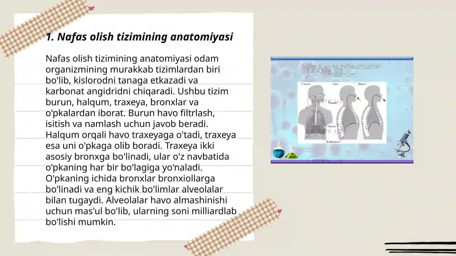 Nafas olish mexanizimi 3