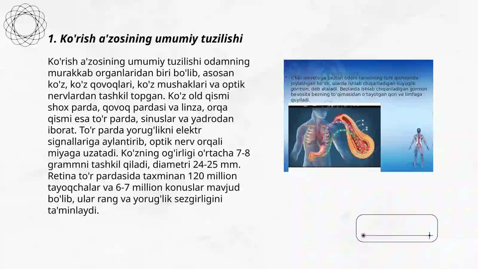 Ko'z olmasi va yordamchi apparati 3