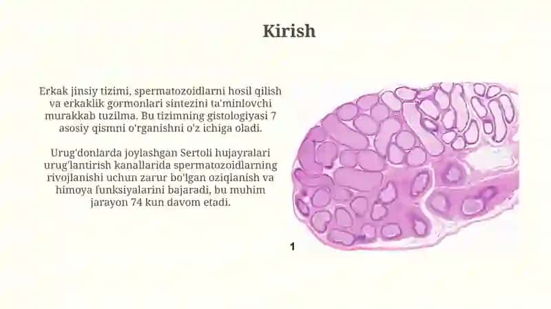 Erkaklar jinsiy tizimi gistalogiyasi 3