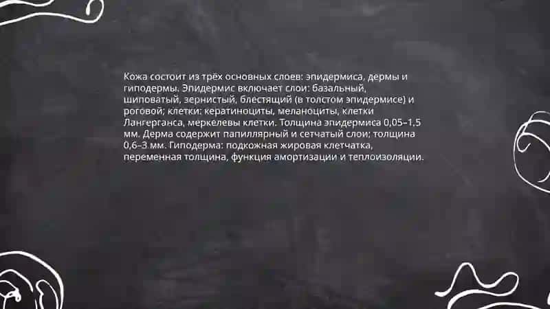 Строение и состав кожи 3