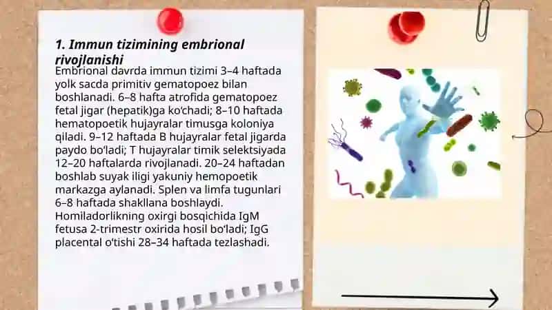 Immun tizimining shakllanishi va yoshga qarab oʻzgarishi 3