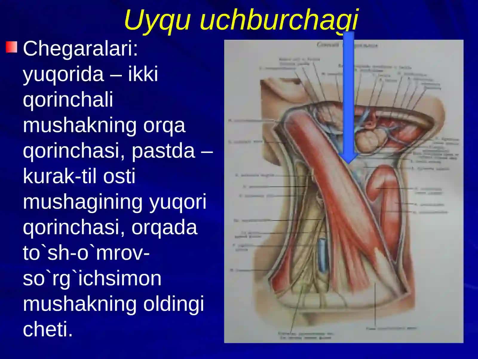Bo‘yinning til osti suyagi pastki soxasining topografik anatomiyasi 3