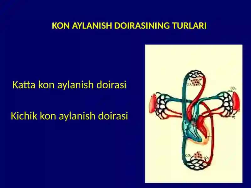 QONTOMIR FIZIOLOGIYASI 3