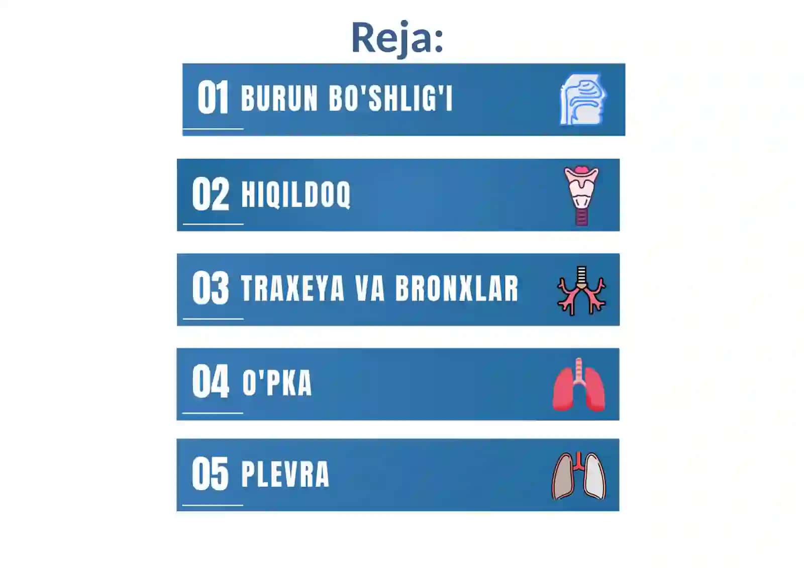 Nafas olish jarayoni. Nafas a'zolarining rentgenanatomiyasi rivojlanish nuqsonlari. 3