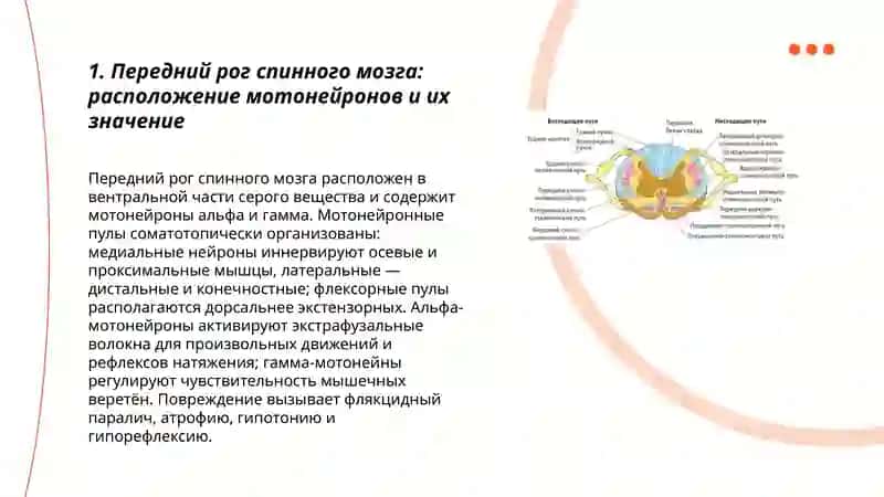 Расположение ядер спинного мозга их значение 3
