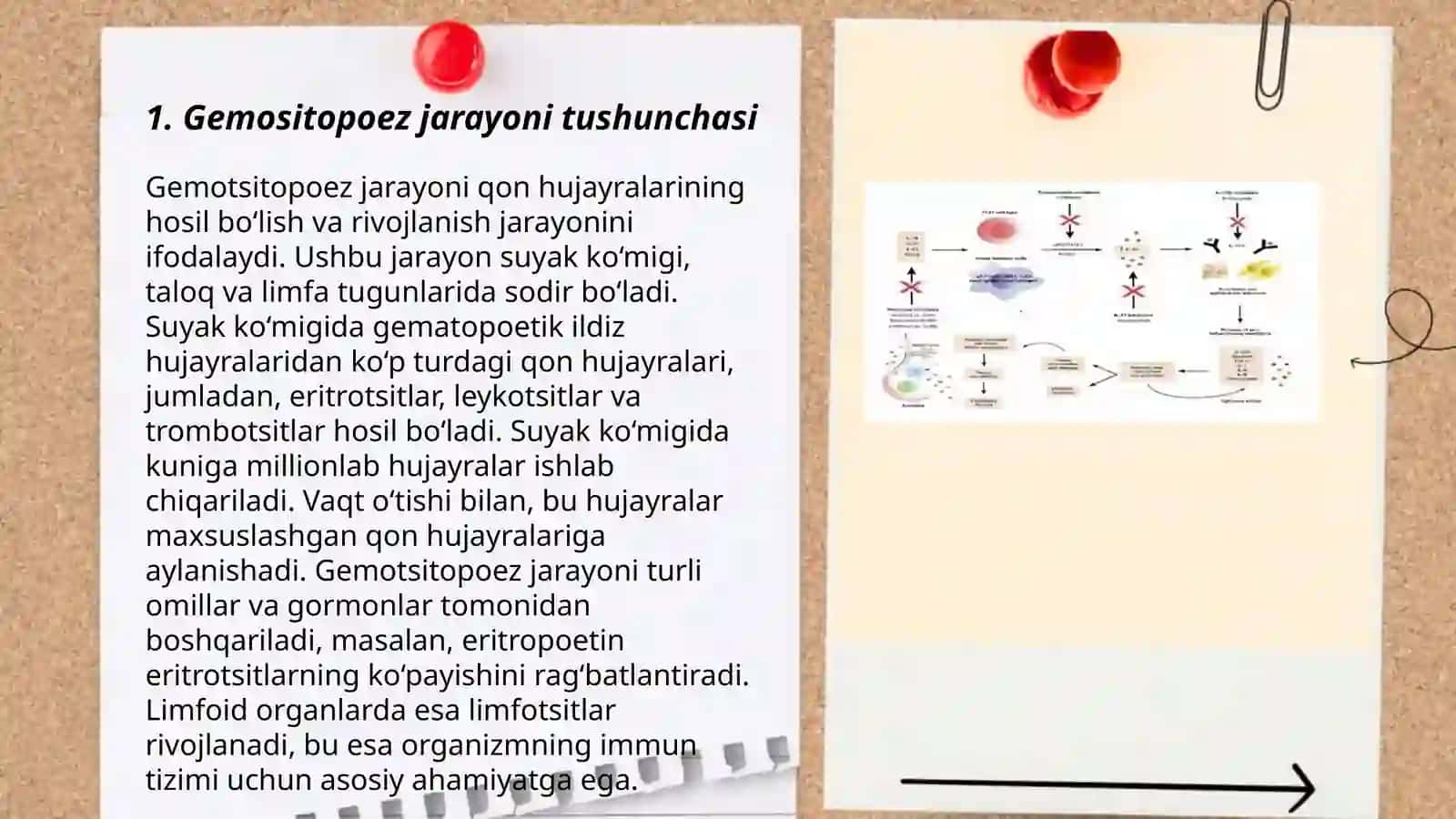 Gemositopoez jarayonlarining boshqariluvi 3