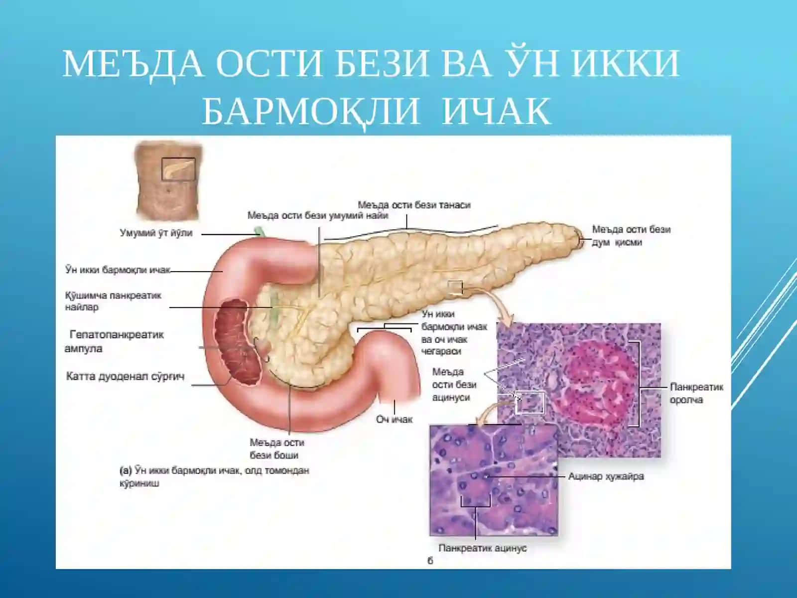 ЖИГАР. МЕЪДА ОСТИ БЕЗИ 3