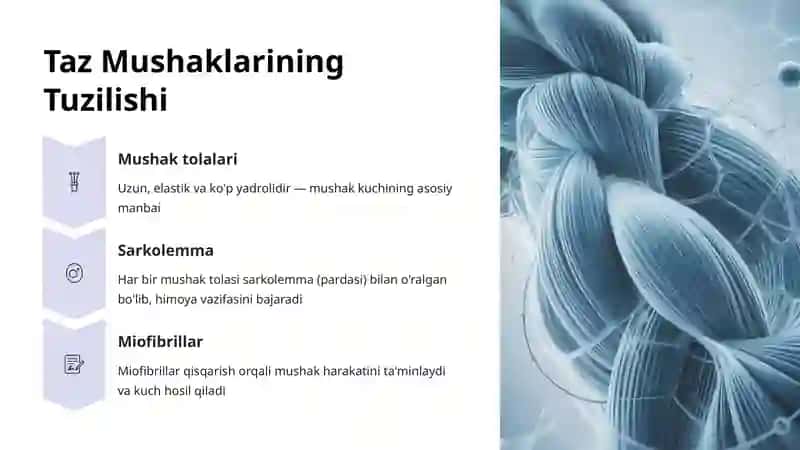Taz Mushaklari: Tuzilishi, Vazifalari va Ahamiyati 3