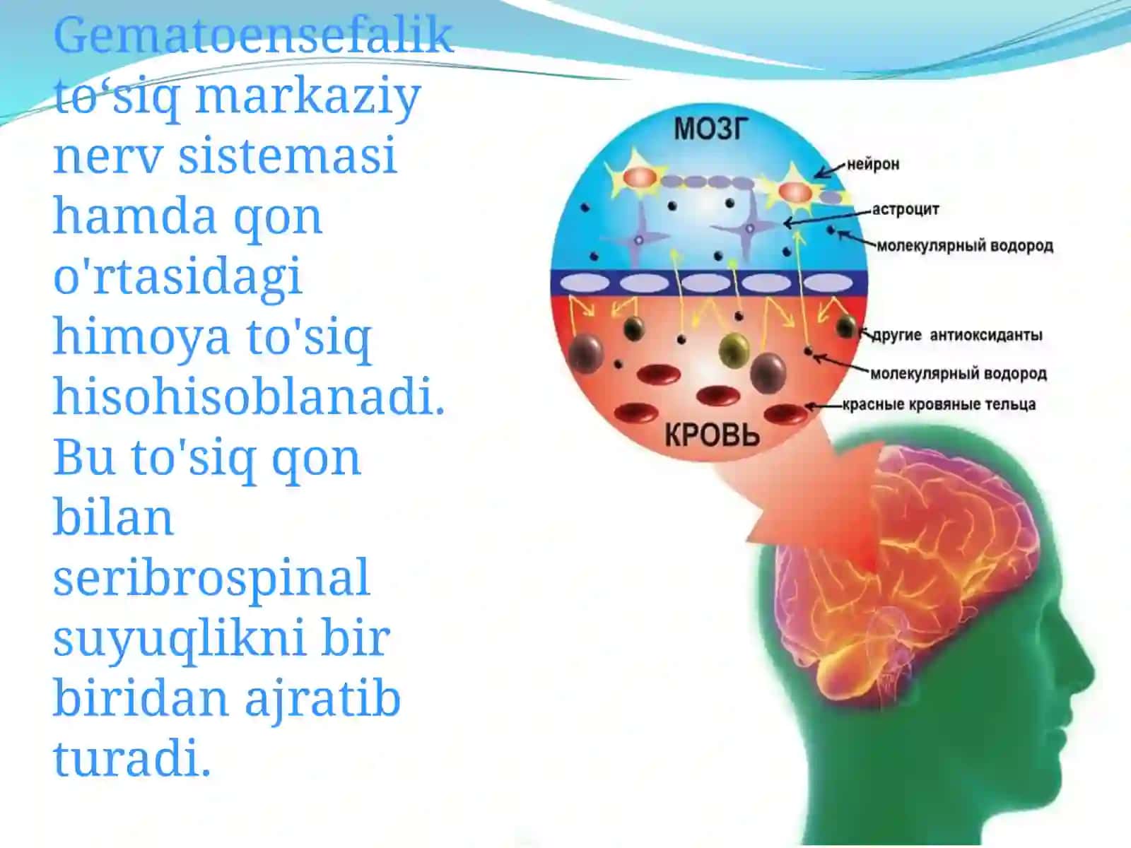 Gematoensefalik to'siqning gistofiziologiyasi 3