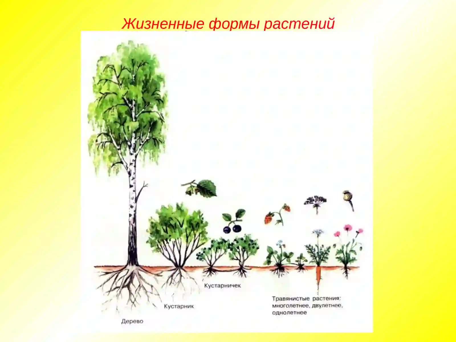 Жизненные формы растений. Растительные ткани 3