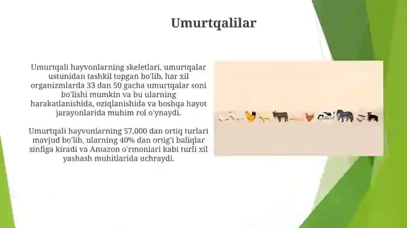 Umurtqali hayvonlar 3