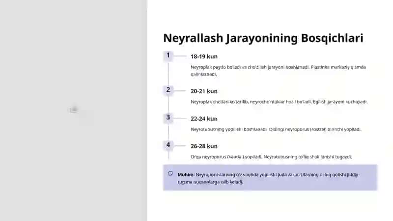 Nerv Rivojlanishining Embriologiyasi 3