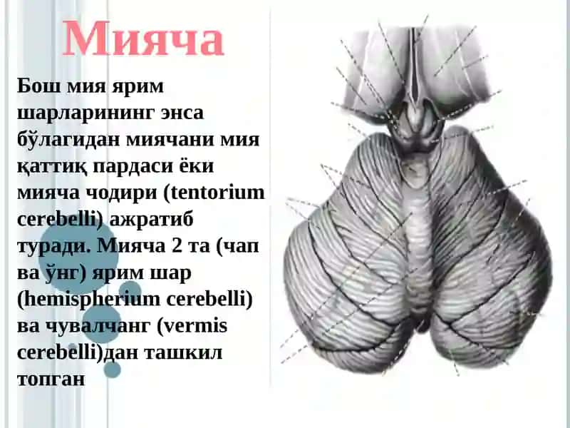 Miyacha 3