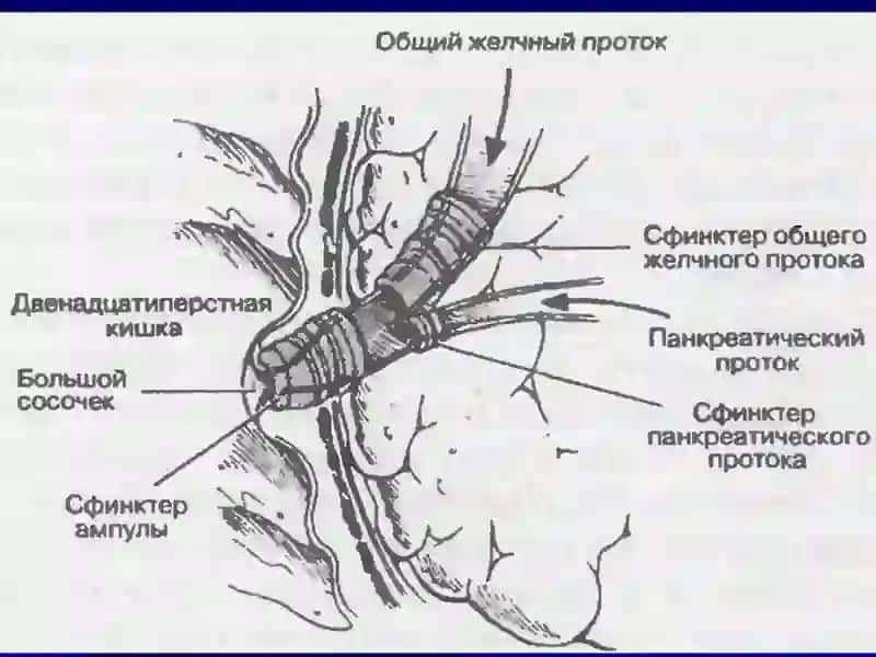Поджелудочная железа 3