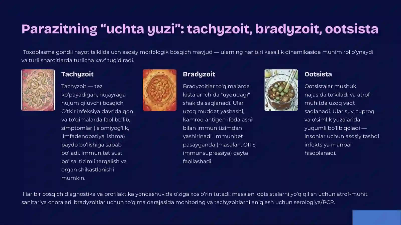 Taksoplazmoz: Yashirin xavf va uning biologiyasi 3