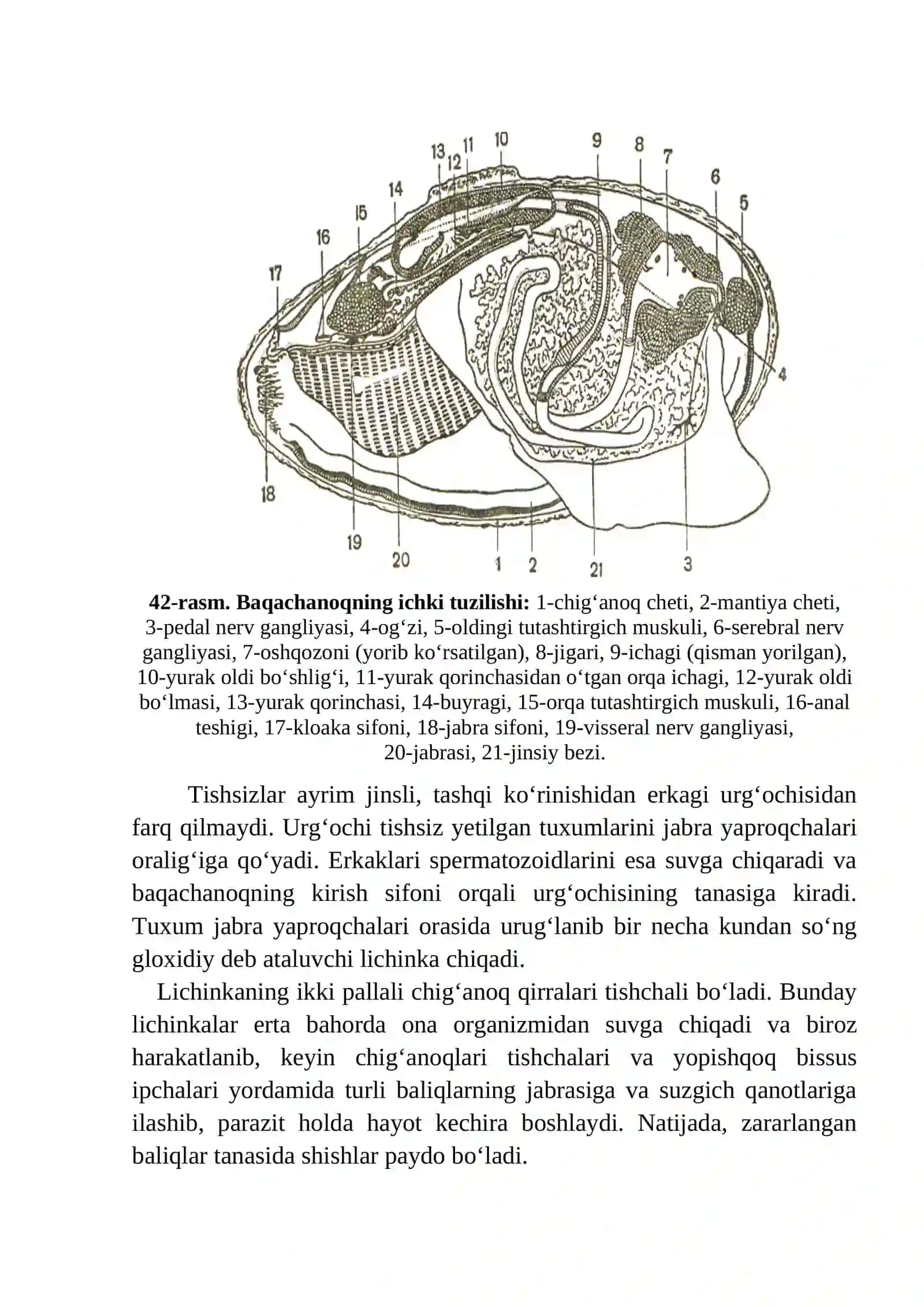 Baqachanoqning tuzilishi, ko‘payishi va rivojlanishi 3